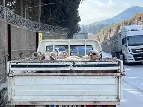 Hayvan hastalıkları ile mücadelede yol kontrolleri devam ediyor
