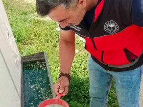 Haziran böceğiyle mücadele sürüyor
