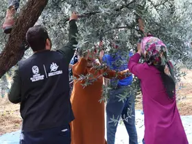 HBB’den zeytin üreticilerine mesleki eğitim desteği
