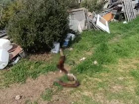 Hepsi zabıta ekiplerinin baskınında ortaya çıktı
