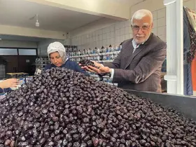 Her 6 sofralık zeytinden birini Bursa ve Balıkesir üretecek
