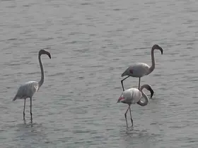 Hersek Lagünü’nde flamingo popülasyonu artıyor
