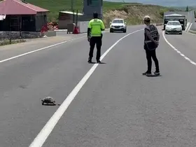Hınıs’ta yürekleri ısıtan görüntü: Polis memuru kaplumbağa için trafiği durdurdu
