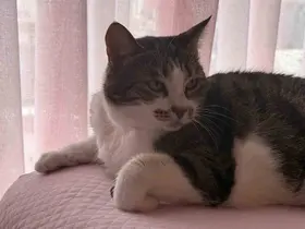 Hırçın kedi hırsızlara geçit vermedi; O anlar kamerada
