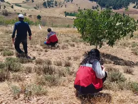 Hisarcık Karbasan köyünde organik adaçayı üretim alanları denetlendi
