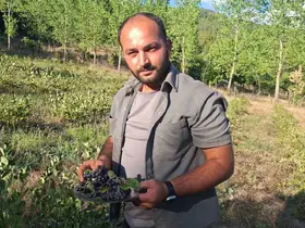 Hisarcık’ta aronya hasadı başladı
