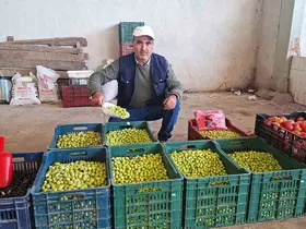 Hisarcık’ta salamura zeytin yapımı yaygınlaştı
