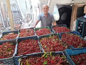 Hisarcık’ta vişne alımları başladı, üretici fiyatlardan memnun değil
