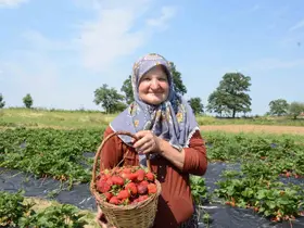 Hobi olarak 2 dönümde başladı, üretimi şimdi 42 dönüme çıktı
