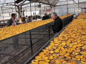 Honaz’ın meşhur cennet hurması bu kez cips olarak damakları şenlendirecek
