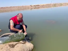 İdil’de Dirsekli göletine 100 bin yavru sazan bırakıldı
