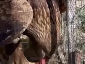 Iğdır’da bitkin halde bulunan kaya kartalı tedavisi sonrası doğaya salındı
