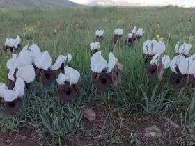 Iğdır’da kurt kulağı çiçekleri açtı
