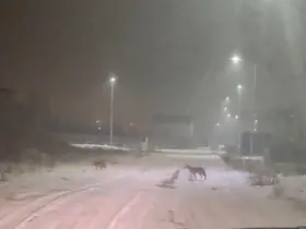 Iğdır’da kurtlar yerleşim yerlerine indi
