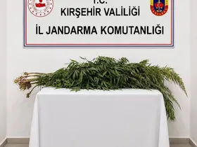 İkametlerde yapılan aramalarda 30 kök uyuşturucu ele geçirildi

