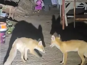 İki tilki akşamları bu evin misafiri
