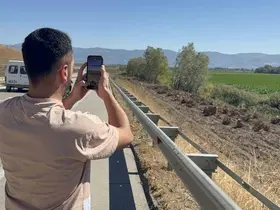 İlçenin simgesi olmuştu, ağaç koridorundan geriye kökleri kaldı
