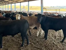 Ilgın'da Kapalı Bölge Hayvan Pazarı Geçici Olarak Kapatıldı
