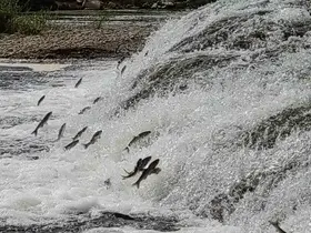 İnci kefalleri, Van Gölü’ne dökülen akarsulara girmesi için gereken ekolojik şartları tamam
