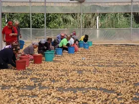 İncir üreticilerinden Bakanlığa çağrı: "İşletmelerin ve tüccarların denetlenmesi lazım"
