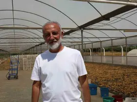 İncir üreticisi tek çatı altında toplanmak için çalışma başlattı

