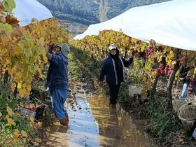 İşçiler yağmur ve çamuru aldırış etmeden üretime devam ediyor
