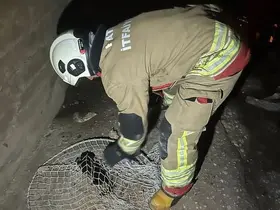 İskenderun ve Arsuz’da mahsur kalan hayvanlar kurtarıldı
