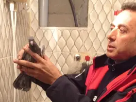 İskenderun’da itfaiye ekiplerinden güvercin kurtarma operasyonu
