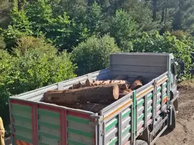 İskenderun’da kaçak ağaç kesimi yapanlara işlem yapıldı
