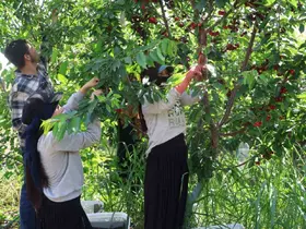 İspanyol kirazı Adana’dan Avrupa’ya ihraç ediliyor
