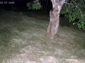 İspir’de ayı ve domuz sürüleri dut bahçelerini talan etti

