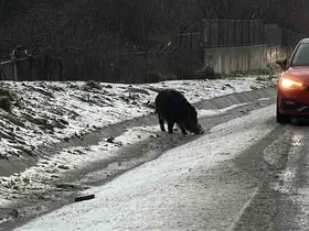 İstanbul’da yaban domuzu yol kenarına indi
