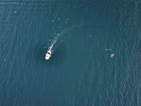 İstanbul’da Yunuslar hazır balık için balıkçı teknelerinin peşinde
