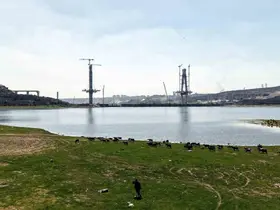 İstanbul’un yeni yüzü; köprü yükselirken keçiler merada
