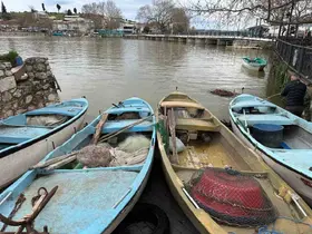 İstilacı İsrail sazanları balıkçılara gelir kaynağı oldu
