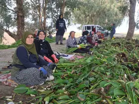 İstilacı su sümbülleri depremzede kadınların ellerinde sanat eserine dönüşüyor
