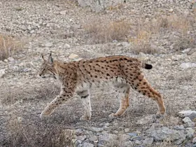 IUCN kırmızı listesinde yer alıyor: ’Ormanın hayaleti’ en net haliyle görüntülendi
