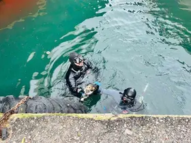 İzmir İtfaiyesi, iskele altında sıkışan kediyi kurtardı
