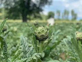 İzmir tahtını kaybediyor; enginarın yeni başkenti Bursa oluyor
