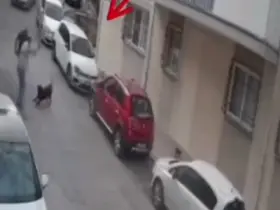 İzmir’de köpeğe kemerli şiddet
