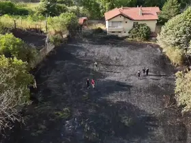 Jandarma, alevlerin arasındaki kaplumbağa ve yavrularını kurtardı
