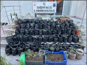 Jandarma saksılarda yetiştirilen 161 kök kenevir bitkisi ile esrar ele geçirdi
