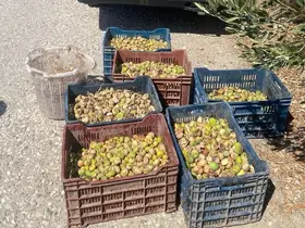 Jandarma’dan incir hırsızlarına suçüstü
