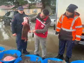 Kaçak avcılık operasyonunda 500 kalkan balığına el konuldu
