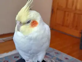 Kaçan sultan papağanı Paşa’yı bulana ödül verilecek
