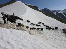 Kaçkarlar’da nefes kesen mücadele: ’Tarihi Öküz Göçü’ tamamlandı
