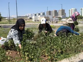 Kadın emeğiyle yetişen tıbbi ve aromatik bitkilerin ilk hasadı yapıldı
