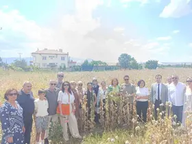 Kadın girişimciler Kuşadası’ndan Isparta’ya gidip haşhaş hasadı yaptı
