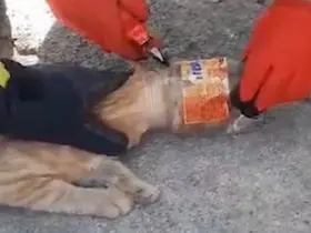 Kafası plastik kavanoza sıkışan kediyi itfaiye kurtardı
