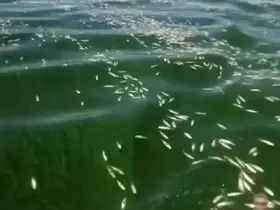 Kahramanmaraş’ta balık ölümleri
